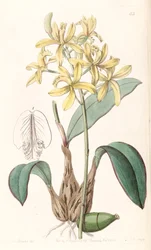 Sophronitis crispata